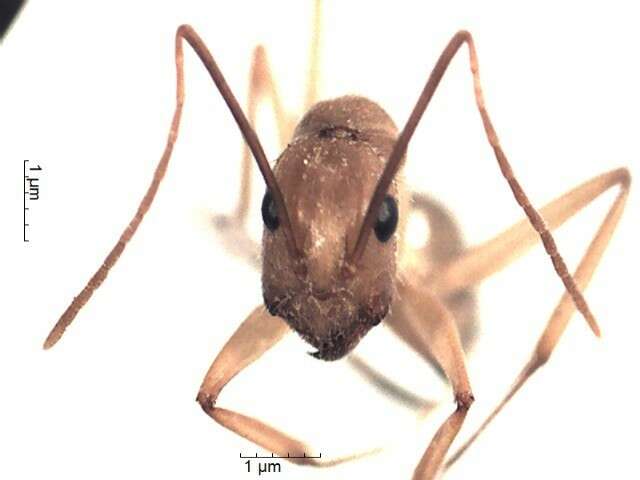 Plancia ëd Camponotus