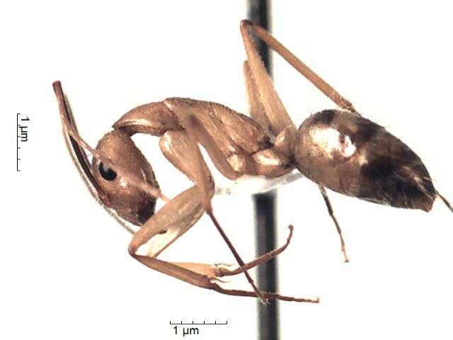 Plancia ëd Camponotus