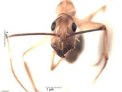 Plancia ëd Camponotus