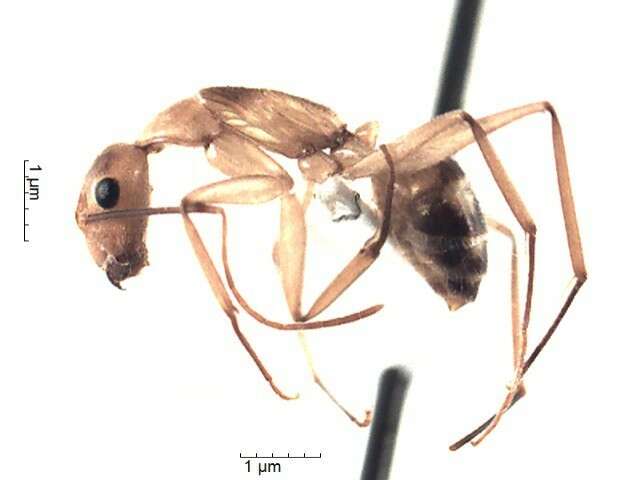 Plancia ëd Camponotus