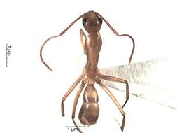 Plancia ëd Camponotus conspicuus (Smith 1858)