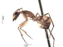 Plancia ëd Camponotus conspicuus (Smith 1858)
