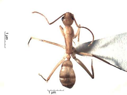 Plancia ëd Camponotus conspicuus (Smith 1858)