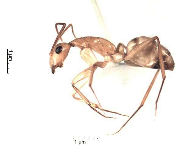 Plancia ëd Camponotus conspicuus (Smith 1858)