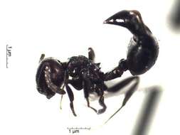 Crematogaster resmi