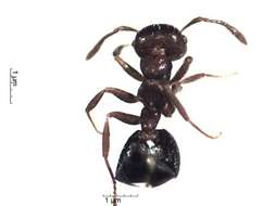 Crematogaster resmi