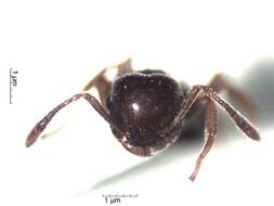 Crematogaster resmi