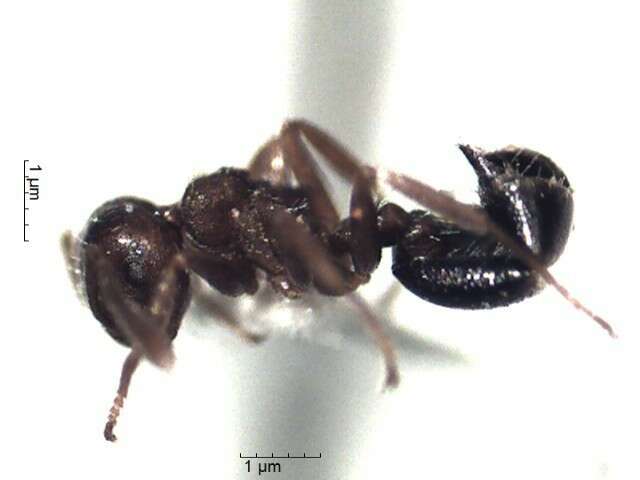 Crematogaster resmi