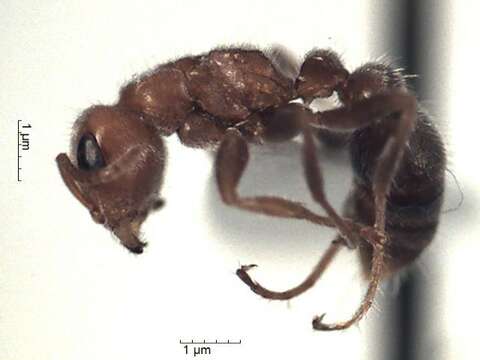 Image of Pseudomyrmex kuenckeli (Emery 1890)