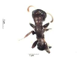 Image of Pseudomyrmex