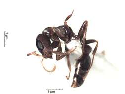 Image of Pseudomyrmex