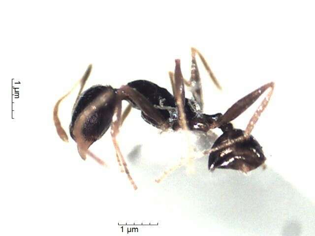 Image of Pheidole