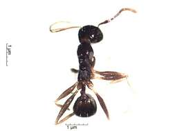 Image of Pheidole