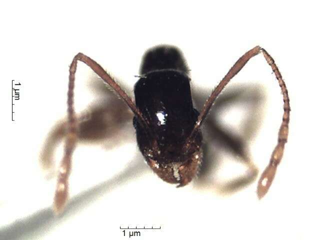 Image of Pheidole