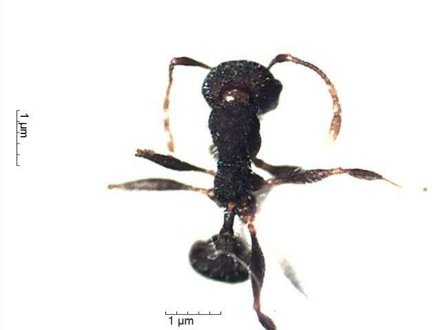 Image of Pheidole Acy 2038