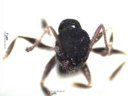 Image of Pheidole Acy 2038