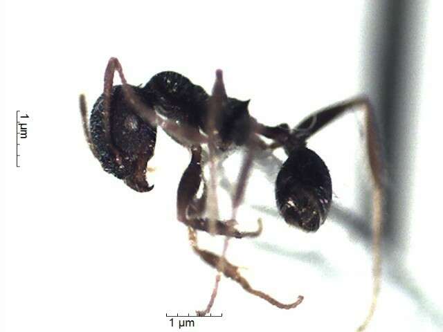 Image of Pheidole Acy 2038