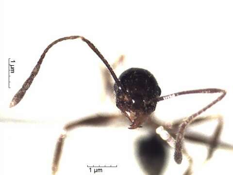 Pheidole cocciphaga Borgmeier 1934的圖片