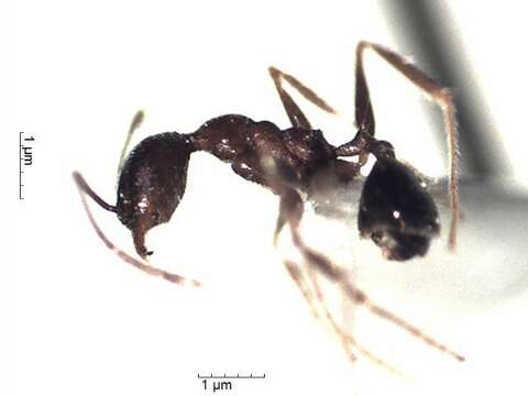 Pheidole cocciphaga Borgmeier 1934的圖片