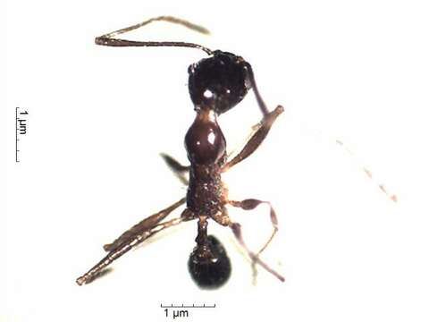 Pheidole cocciphaga Borgmeier 1934的圖片