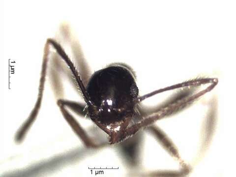 Pheidole cocciphaga Borgmeier 1934的圖片