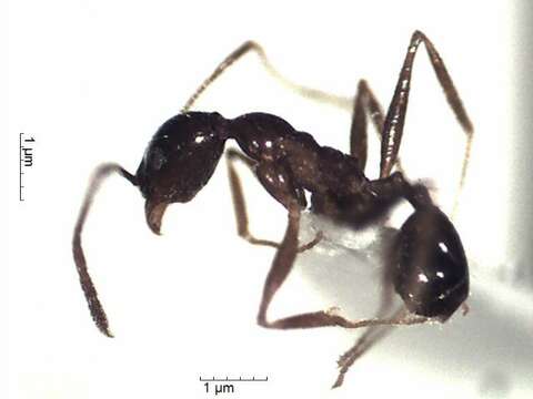 Pheidole cocciphaga Borgmeier 1934的圖片