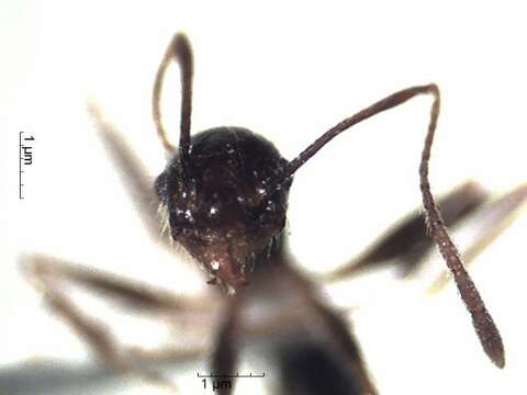 Pheidole cocciphaga Borgmeier 1934的圖片