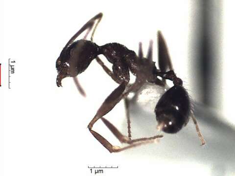 Pheidole cocciphaga Borgmeier 1934的圖片