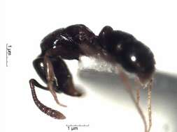 Image of Hypoponera