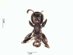 Image of Pseudomyrmex