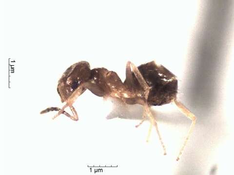 Image de Brachymyrmex patagonicus Mayr 1868