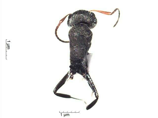 Plancia ëd Camponotus