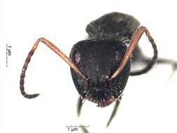 Plancia ëd Camponotus