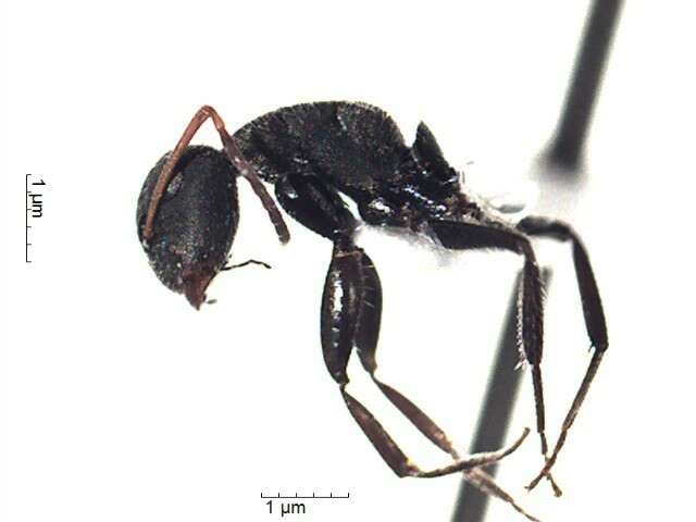 Plancia ëd Camponotus