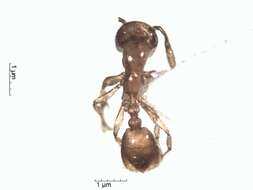 Image of Solenopsis