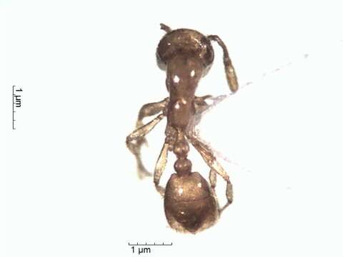 Image of Solenopsis