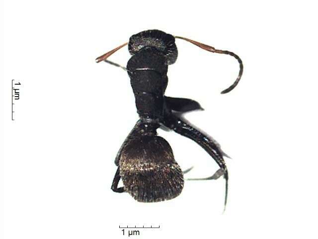 Plancia ëd Camponotus