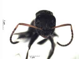 Plancia ëd Camponotus