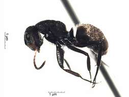 Plancia ëd Camponotus