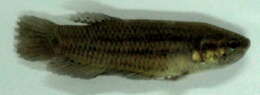 Image of Betta imbellis