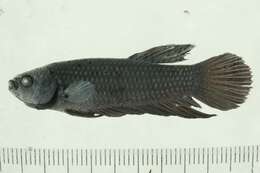 Image of Betta