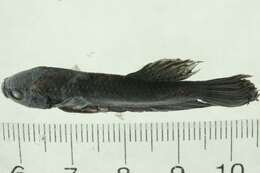 Image of Betta