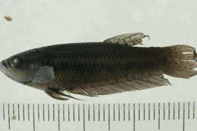 Image of Betta