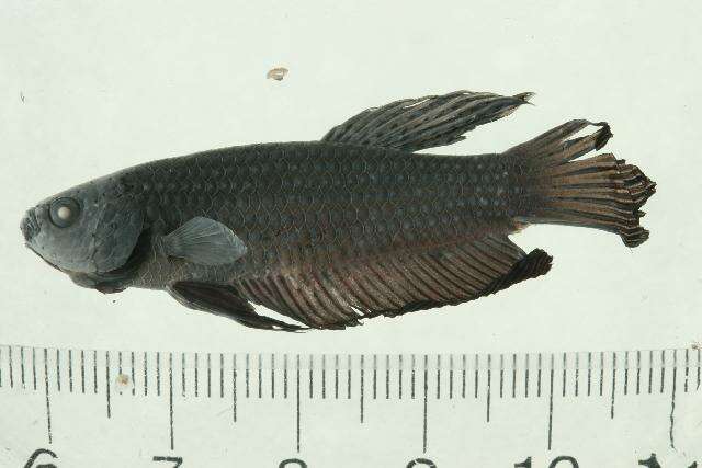 Image of Betta