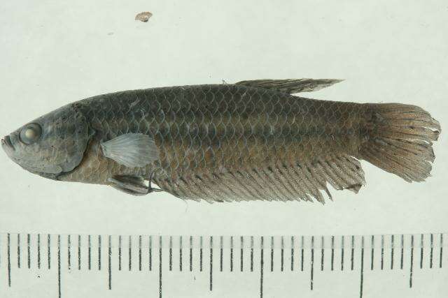 Image of Betta