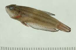 Image of Betta imbellis