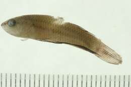 Image of Betta imbellis