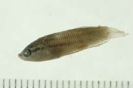 Image of Betta imbellis