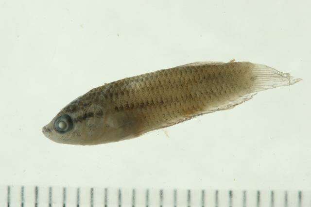 Image of Betta imbellis