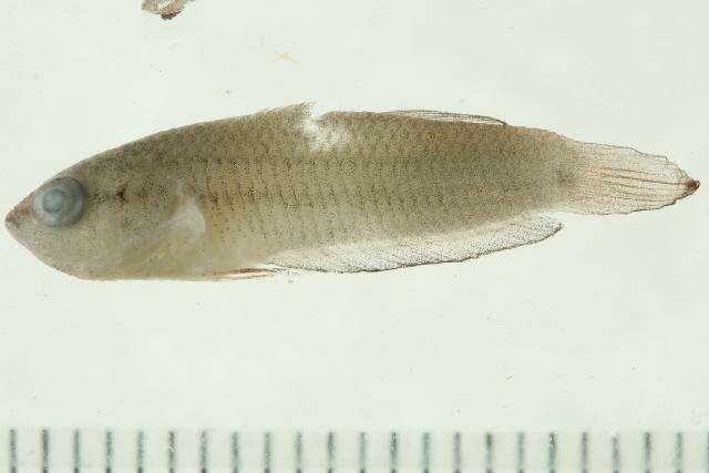 Image of Betta imbellis